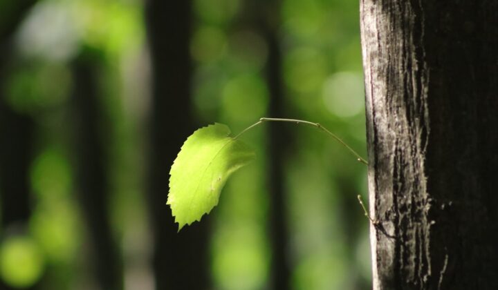 Avrupa Komisyonu Yeşil Kampüs İnisiyatifi Başlattı
